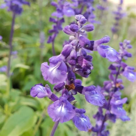 Mealy Blue Sage Warbler Woods Plants And Fungi Biodiversity All