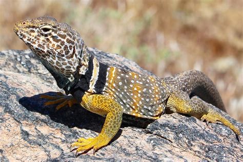 60 Lizards In Arizona (Pictures and Identification)