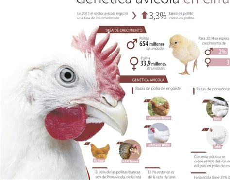 Genética de pollos de engorde Cómo influye en su alimentación y en