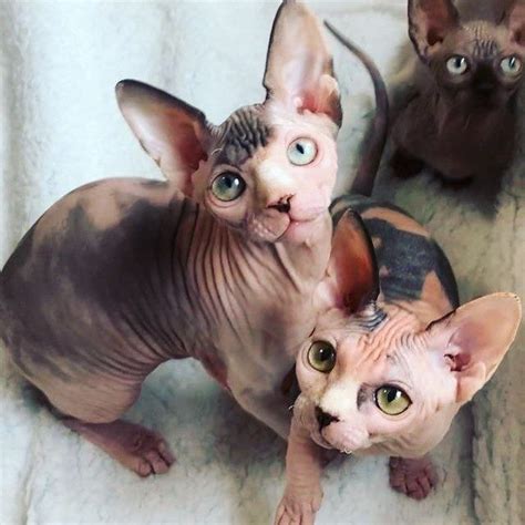 Two Hairless Cats Sitting Next To Each Other On A White Blanket And