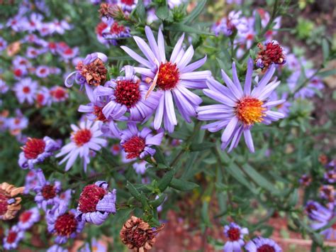 1920x1080 wallpaper | purple flowers | Peakpx