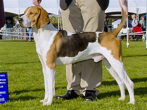 Nuncajamas Cocker Las Razas Del Akc Grupo Hound Parte