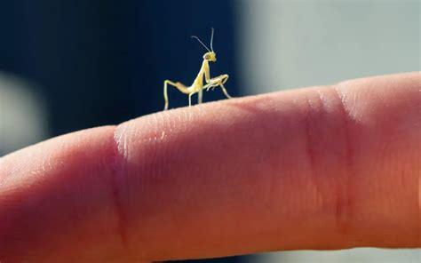 Baby Praying Mantis Care Guide Exploration Squared