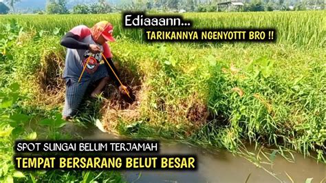 BELUM TERJAMAH SPOT SUNGAI SEMAK BELUKAR JADI SARANGNYA BELUT BESAR