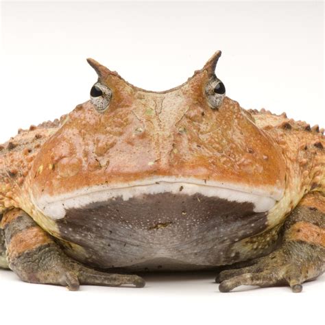 Surinam Horned Frog National Geographic