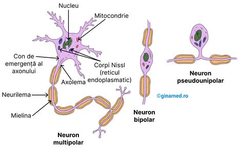 Țesutul Nervos Biologie Barrons Ginamed