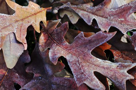 Frost On Oak Leaves Free Stock Photo Public Domain Pictures