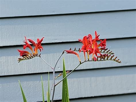 Krokosmia Czerwony Kwiat - Darmowe zdjęcie na Pixabay - Pixabay