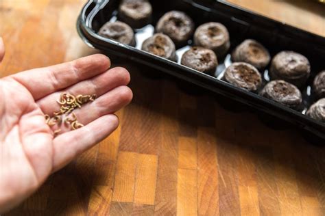 How to Properly Plant Marigold Seeds for Spring