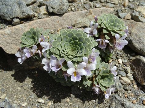 How to Grow and Care for Rosulate Violas - World of Succulents