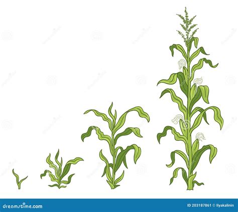 Growth Stages Of Maize Plant Corn Development Phases Zea Mays Ripening Period The Life Cycle