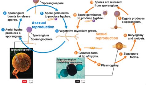 Ch The Eukaryotes Fungi Algae Protozoa And Helminths Flashcards