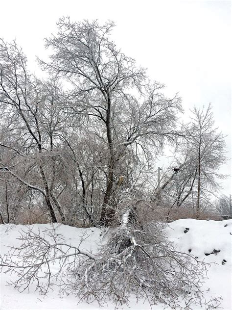 The Laval News | Weather picture's bleak just before Christmas