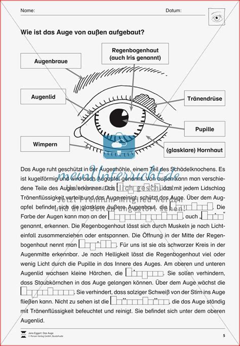 Biologie Auge Arbeitsbl Tter Stile Kostenlos F R Sie Kostenlose