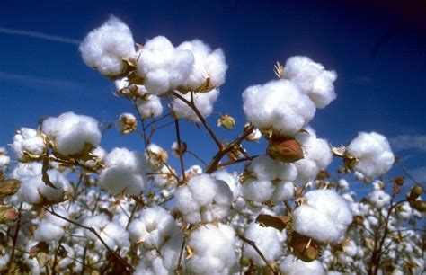 CottonUP Guide Launched to Aid Sustainable Cotton Sourcing - Cotton Grower 
