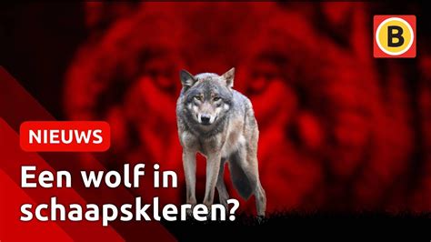 Zo Herken Je Een Wolf Omroep Brabant Youtube