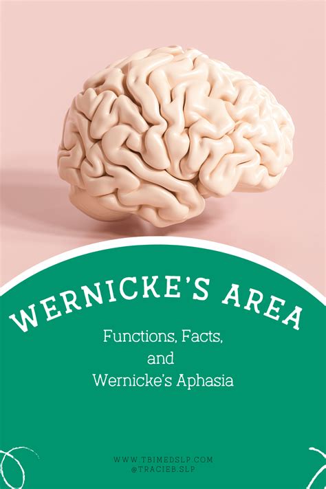 Wernicke’s Area Location and Function — TBI MedSLP