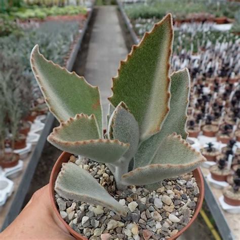 Todo Sobre El Kalanchoe Beharensis Como Es Cuidados Riego Etc