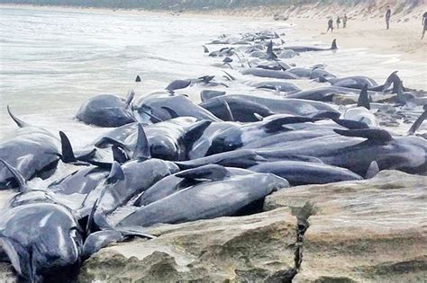 Scores Of Pilot Whales Stranded On Western Australian Beach Borneo