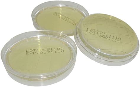 Agar Plaques 10pcs Prepoured Agar Plaques Expérience Scientifique Pétri