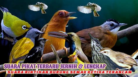 SUARA BURUNG RIBUT SEPERTI DI ALAM LIAR SUARA PIKAT SEGALA JENIS