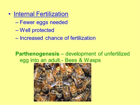 Sexual Reproduction in Animals - Presentation Biology