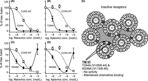 Dose Dependent Inhibition Of Cell Cell Fusion Using Maraviroc And