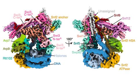 Structure revealed of key chromatin-remodeling complex - Northwestern Now