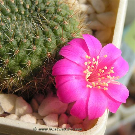 Rebutia violaciflora Gallery Ребуция виолацифлора Галерея на Кактус Life