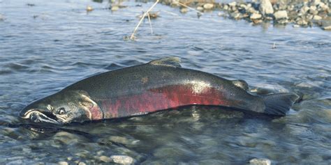 Nw Forging A Collaborative Course Of Action For Snake River Salmon