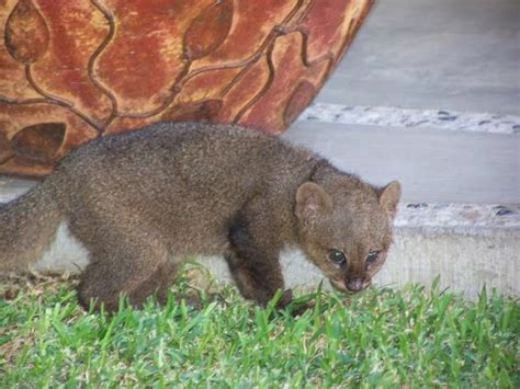 Pin by P. Bright on Jaguarundi's | Wild cats, Animals, Cats