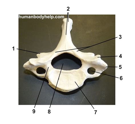 Cervical Vertebra Superior View Diagram Quizlet