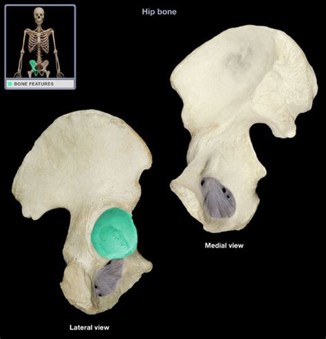 PELVIC GIRDLE Appendicular Skeleton APR Images Flashcards Quizlet