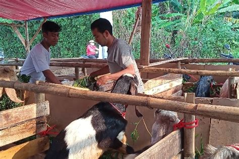 Khawatir Wabah PMK Pedagang Di Tangsel Kurangi Penjualan Hewan Kurban