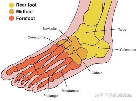 横跗关节理解足踝损伤与生物力学的关键 知乎