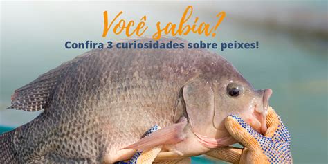 Confira 3 Curiosidades Sobre Peixes IFish Foods