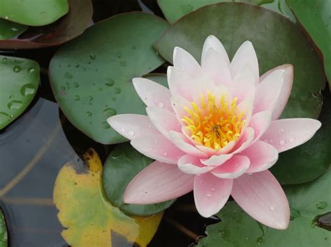 Flor De Loto Nelumbo Nucifera Características Y Distribución