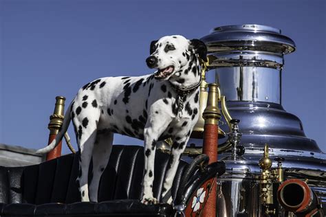 Firehouse Dog And 1902 Horse Drawn Fire Engine Last Saturd Flickr