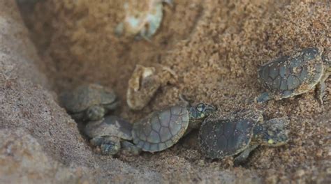 Projeto Na Amaz Nia Entrega Cerca De De Quel Nios Natureza