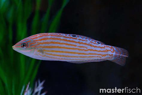 Adorned Wrasse - Halichoeres cosmetus | MasterFisch