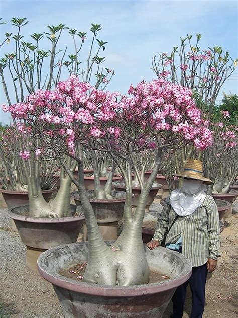 Udanta Seeds Imported Arabicum Yak Saudi Adenium Plant Seeds Pack Of 4