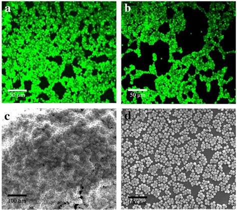 Clsm Images A The Preformed Mature Biofilm Of C Albicans Stained With Download Scientific