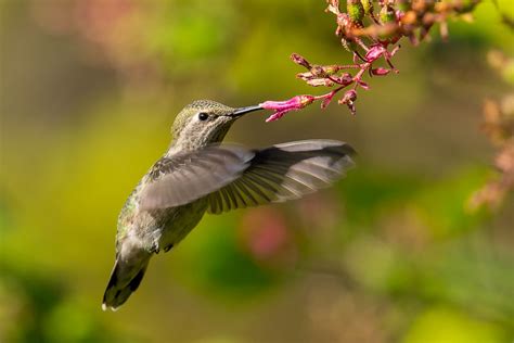 A Natural Feast for Hummingbirds | BirdNote