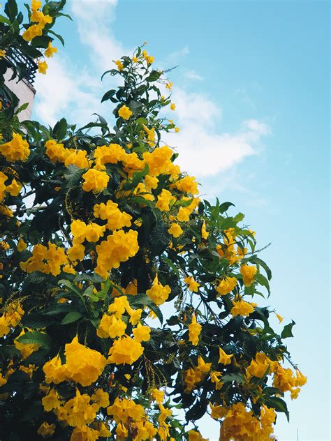 Yellow Flowering Tree · Free Stock Photo