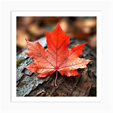 Autumn Leaf 1 3 Art Print by SonicBoom - Fy