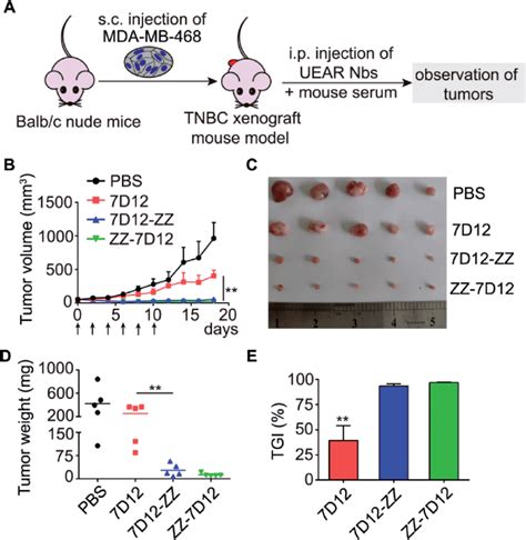 Evaluation The In Vivo Antitumor Efficacy Of Uear Nbs A Schematic