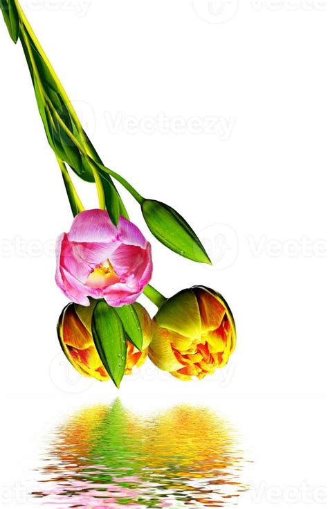 Dutch tulip isolated on white background 9852115 Stock Photo at Vecteezy