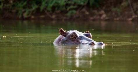 Niokolo-Koba National Park: An Exciting Adventure into Senegal's Wilderness