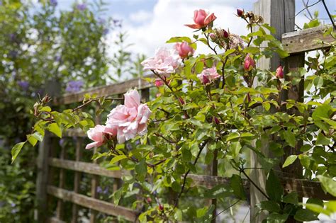 Rozen Snoeien Wanneer En Hoe Doe Je Dat Gardeners World