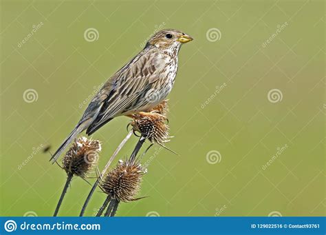 Grauwe Gors Corn Bunting Emberiza Calandra Stock Photo Image Of